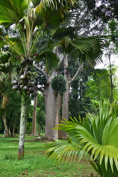Jardim Botânico Real Peradeniya — Fotografia de Stock