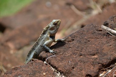 Sri Lanka, bir kertenkele kayanın üzerinde güneşleniyor