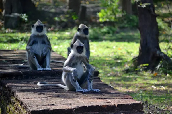 Sri Lanka Macaco Amigável Inteligente — Fotografia de Stock