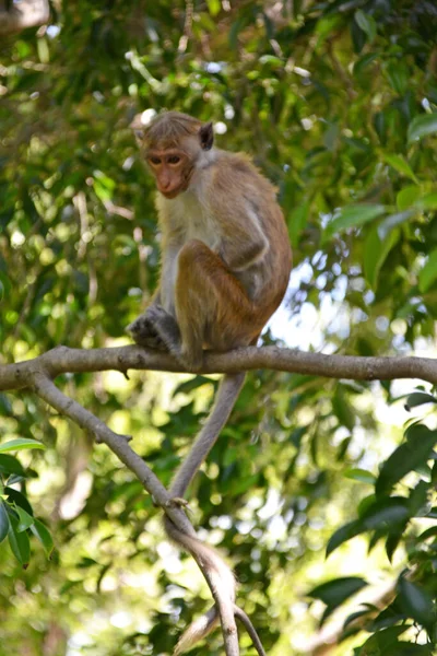 Sri Lanka Macacos Selvagens Natureza — Fotografia de Stock
