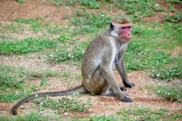 Sri Lanka Wilde Affen Der Natur — Stockfoto