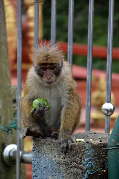 Sri Lanka Macacos Selvagens Natureza — Fotografia de Stock