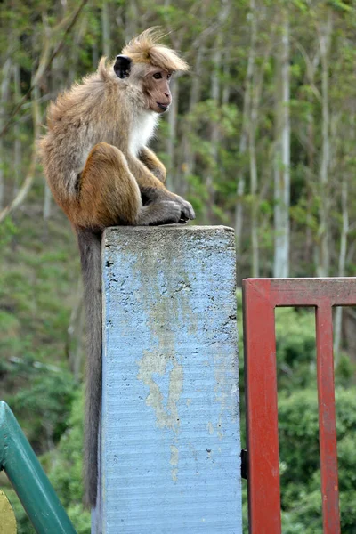 Sri Lanka Monos Salvajes Naturaleza — Foto de Stock