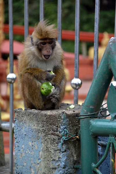 Sri Lanka Macacos Selvagens Natureza — Fotografia de Stock