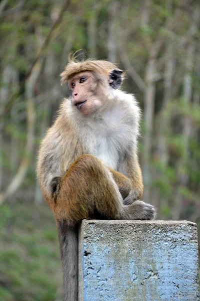 Sri Lanka Macacos Selvagens Natureza — Fotografia de Stock