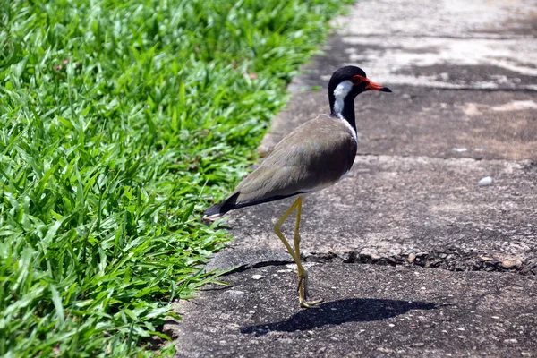 Kırmızı gagalı ve uzun bacaklı bir kuş.