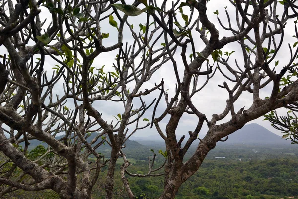 斯里兰卡 印度洋沿岸的棕榈树 — 图库照片