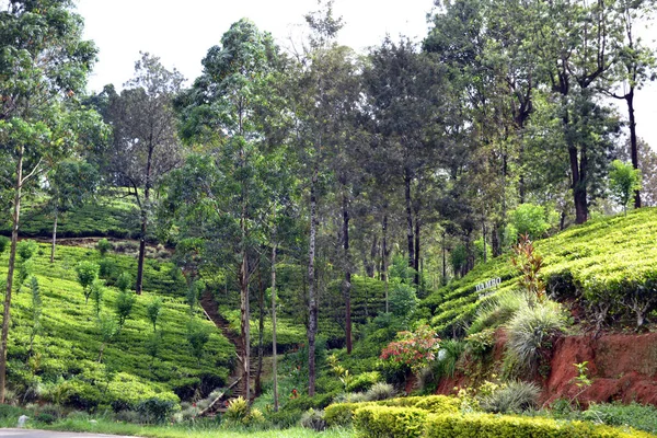 Sri Lanka Estrada Cênica Pela Plantação Chá — Fotografia de Stock