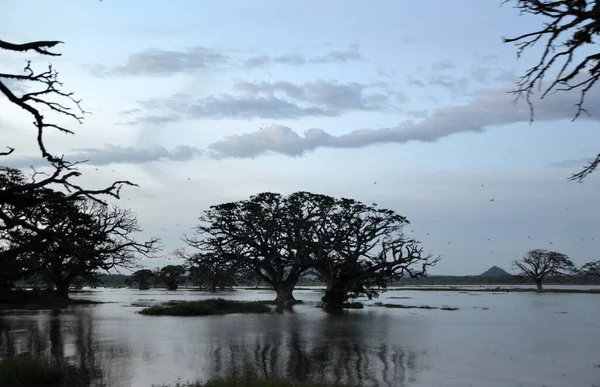 Sri Lanka Sylwetki Drzew Zachodzie Słońca Nad Jeziorem — Zdjęcie stockowe