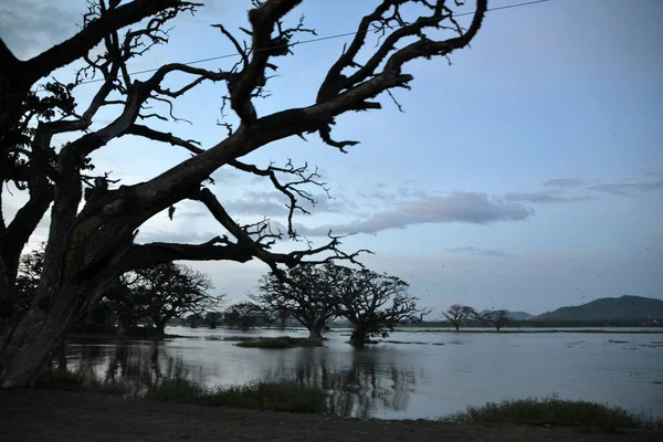 Sri Lanka, gölde gün batımında ağaç siluetleri