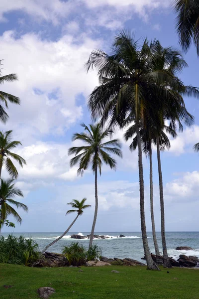 Шрі Ланка Пальми Березі Індійського Океану — стокове фото
