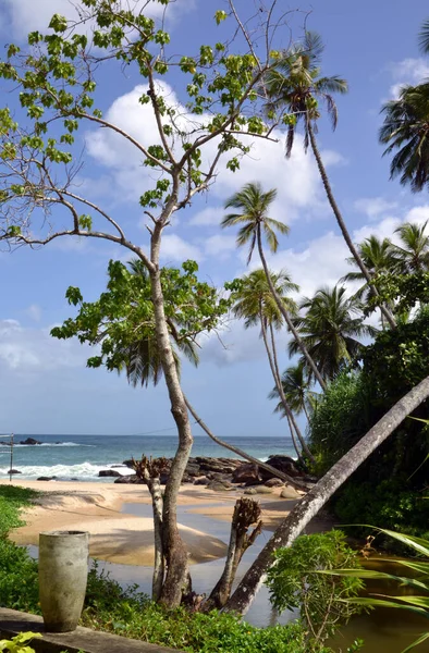 Sri Lanka, Hint Okyanusu kıyısında palmiye ağaçları
