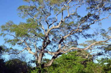 Sri Lanka, Varanus, Yala Ulusal Parkı 'nda kertenkele.