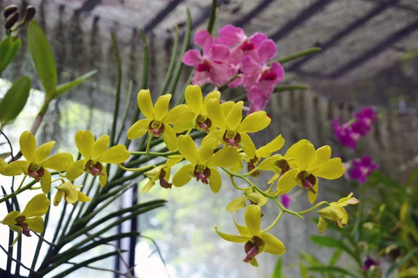 Sri Lanka Primer Plano Orquídea Amarilla Macro —  Fotos de Stock