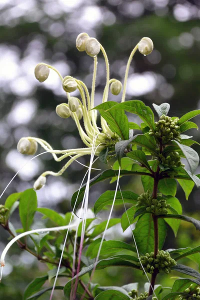 Sri Lanka Flor Exótica Blanca Cerca —  Fotos de Stock