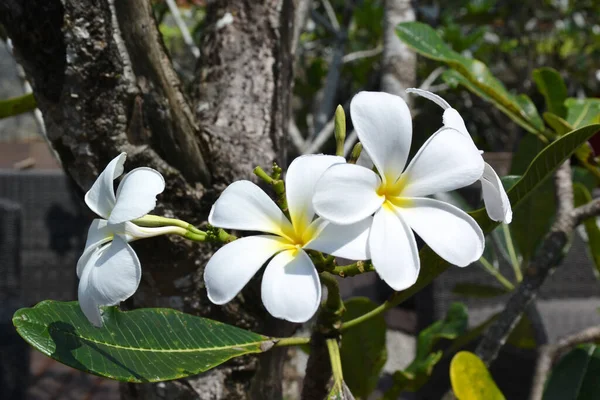 Srí Lanka Bílá Frangipani Květina Zblízka — Stock fotografie