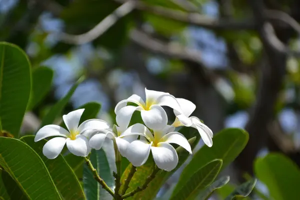 Sri Lanka Flor Frangipani Blanca Cerca —  Fotos de Stock