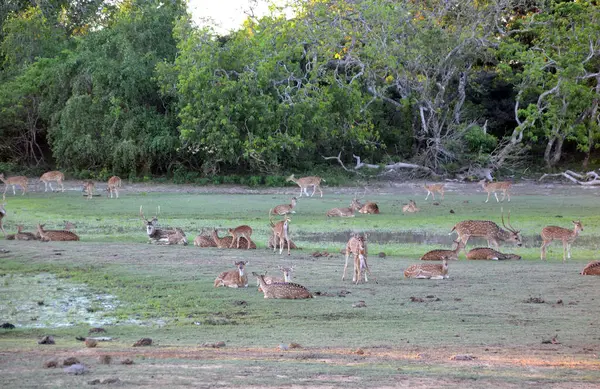 Sri Lanka, Yala Ulusal Parkı 'nda geyik