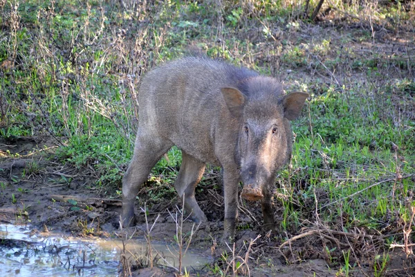 Sri Lanka Pig Yala National Park — стоковое фото
