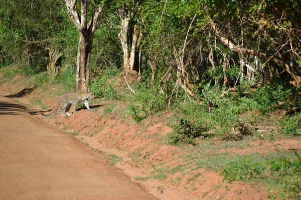 Sri Lanka Leopard Yala Nationalpark — Stockfoto