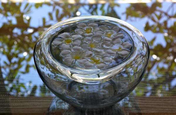 Kapalı vazoda Frangipani çiçekleri