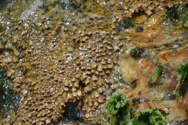 Arkaplan ve doku oluşturmak için kabuk