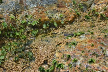 Arkaplan ve doku oluşturmak için kabuk