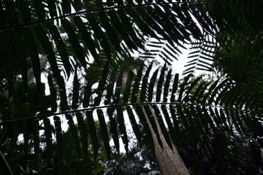 bitki, yaprak, yapraklar, doku, arkaplan, yakın plan