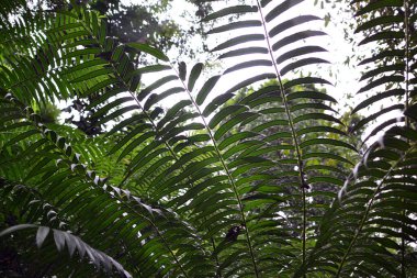 bitki, yaprak, yapraklar, doku, arkaplan, yakın plan