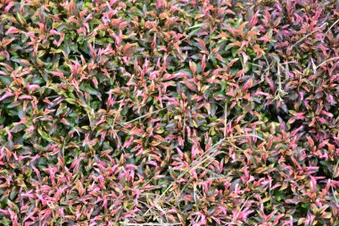 bitki, yaprak, yapraklar, doku, arkaplan, yakın plan