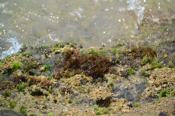 Arkaplan ve doku oluşturmak için kabuk