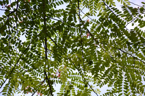 doku ve arkaplan oluşturmak için