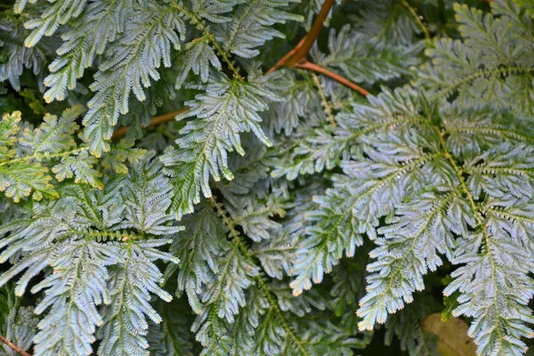 bitki, yaprak, yapraklar, doku, arkaplan, yakın plan