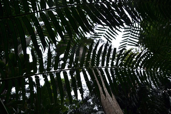 bitki, yaprak, yapraklar, doku, arkaplan, yakın plan