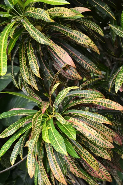 Tanaman Daun Daun Tekstur Latar Belakang Close — Stok Foto