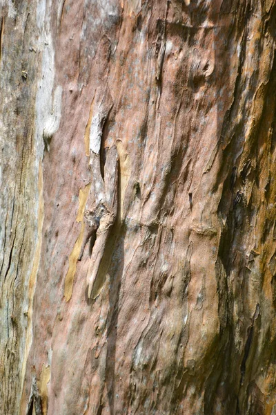 Arkaplan ve doku oluşturmak için kabuk