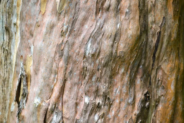 Bark Creating Background Texture — Stock Photo, Image