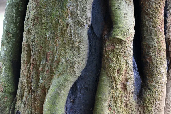 Arkaplan ve doku oluşturmak için kabuk