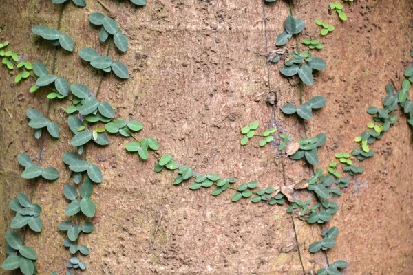 Plant Leaf Leaves Texture Background Close — Stock Photo, Image