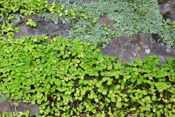 bitki, yaprak, yapraklar, doku, arkaplan, yakın plan