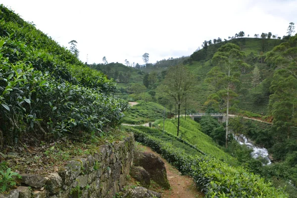 Scenic Tea Plantation Sri Lanka — стокове фото