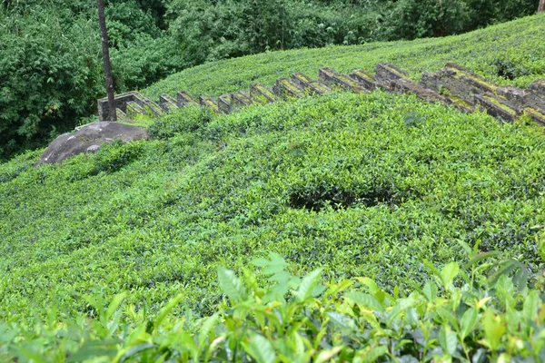 Plantação Chá Cênica Sri Lanka — Fotografia de Stock