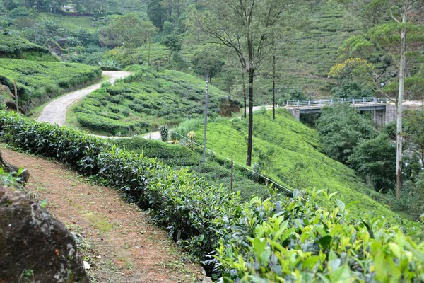 Scenic Tea Plantation Sri Lanka — стокове фото
