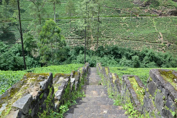 Plantation Thé Pittoresque Sri Lanka — Photo