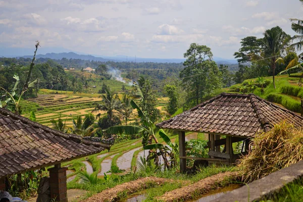 Bali 'deki pirinç terası ve eski çardak. 