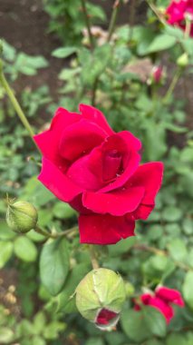 Kırmızı gül doğası açık havada