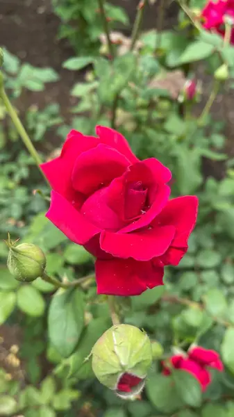 Red Rose Nature Outdoor — Stock Photo, Image