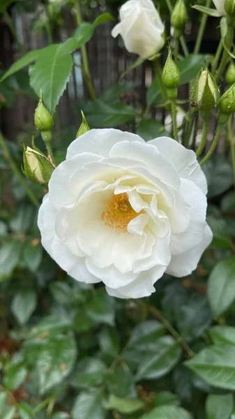Белая Роза — стоковое фото