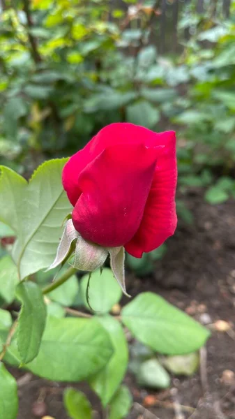 Red Rose Nature Outdoor — Stock Photo, Image