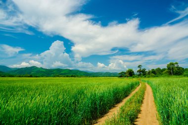 Wheat fields in hot summer under a blue sky